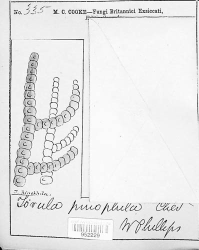 Capnophialophora pinophila image